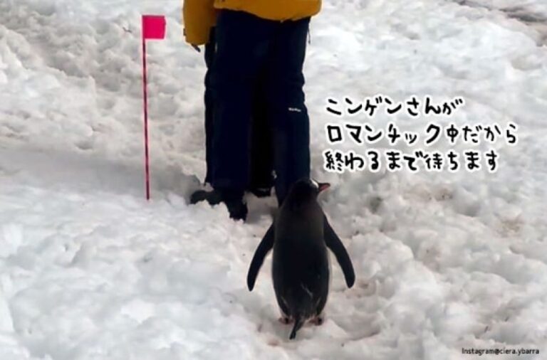 人間カップルのロマンチックが終わるまで辛抱強く待つ、紳士的なペンギン