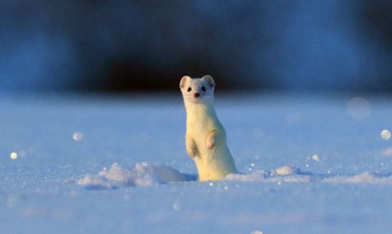 ピョンピョンからのスン！オコジョが雪の上を移動する姿がかわいすぎるんじゃい