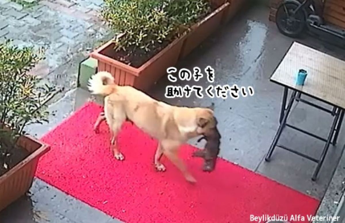 我が子を救いたい一心で、動物病院に運び人間に救いを求めた母犬