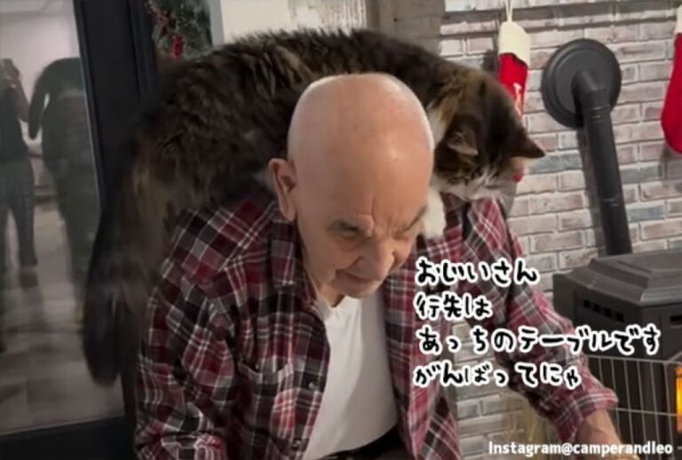 愛猫のためならえんやこら。メインクーンを肩に乗せて運ぶ91歳のおじいさん