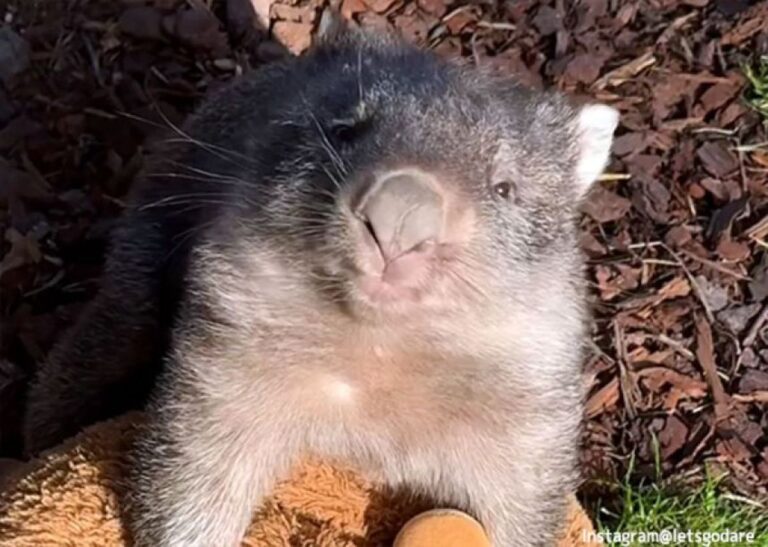 ウォンバットが相変わらずかわいい。自分と同じサイズのぬいぐるみがお友達