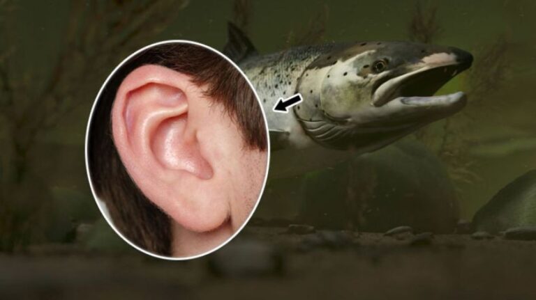 ガイジ、お前もか！人間の外耳は魚のエラから進化した可能性が最新研究で示される