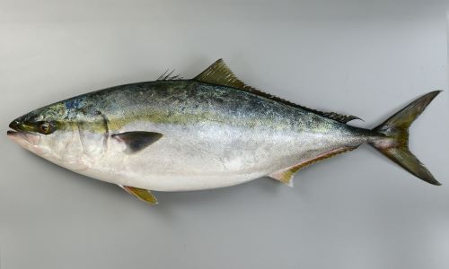アメリカで養殖ブリが大人気に。今後は値段に影響するか？