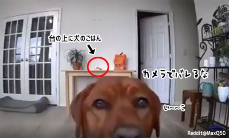 猫の方が上手だった！監視カメラの向きを変えて盗み食いしている犬のこの後すぐ！
