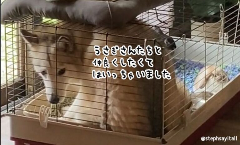 保護したウサギと仲良くなりたくて、ケージを鼻でこじあけ侵入したハスキー
