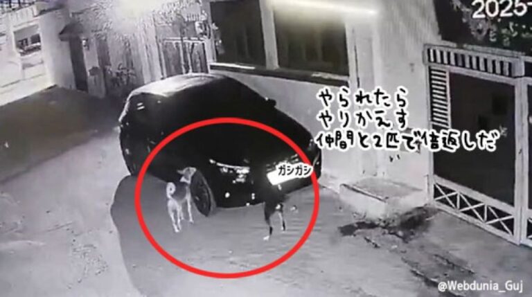 犬の復讐。車に衝突した犬が仲間を連れて車を探し出し、傷をつけにやってきた