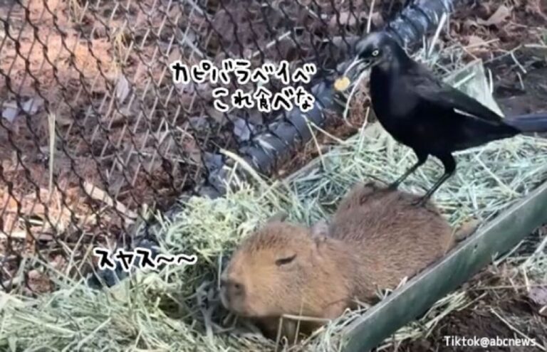 貢ぎたいほどかわいかった？カラスがカピバラの子に何かを食べさせようと大接近！