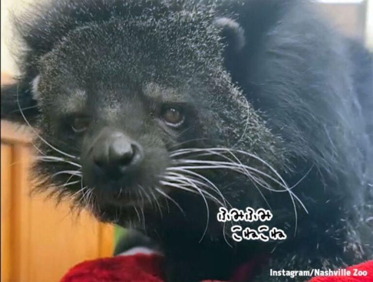 ネコでもクマでもないクマネコだが、ふみふみするのは猫と一緒！
