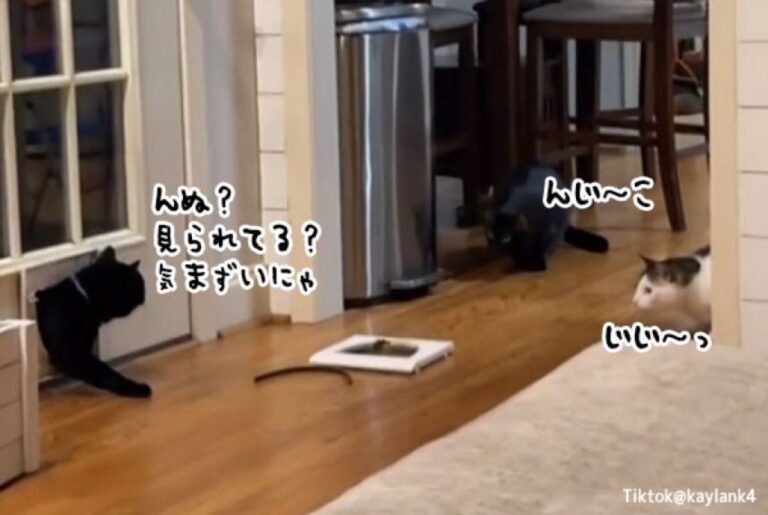 猫用ドアを破壊して見知らぬ猫が侵入！飼い猫ズが冷たい視線を送るもしれっと突入