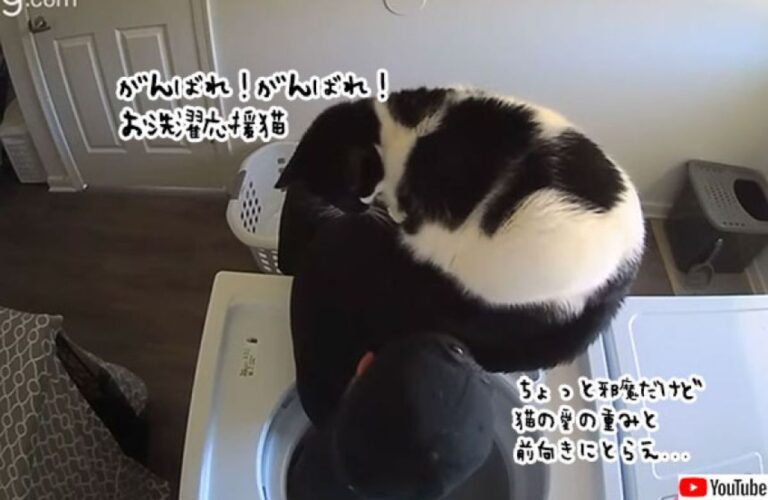 飼い主の洗濯をアシストする猫、決して邪魔してるわけじゃないんだからね！