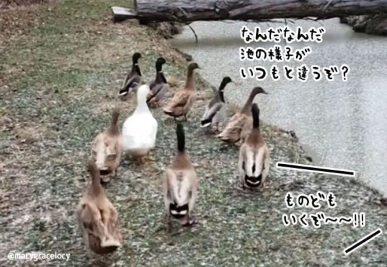 初めての凍った池に戸惑うカモたちだが、リーダーが先陣をきって飛び込んだ結果…