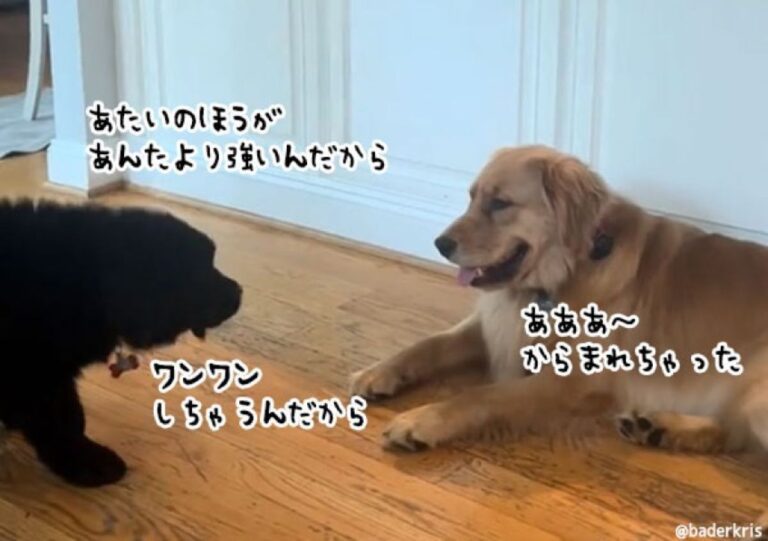 ゴールデンを挑発する子犬、だが仲裁しにきた犬の姿を見て態度一変！