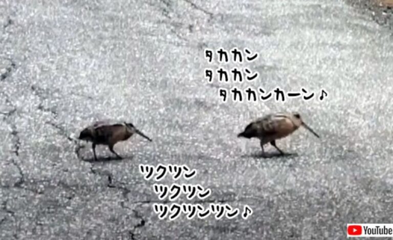 こんな動画だけ見ていたい。2羽の鳥がダンスを踊りながら道路を横断