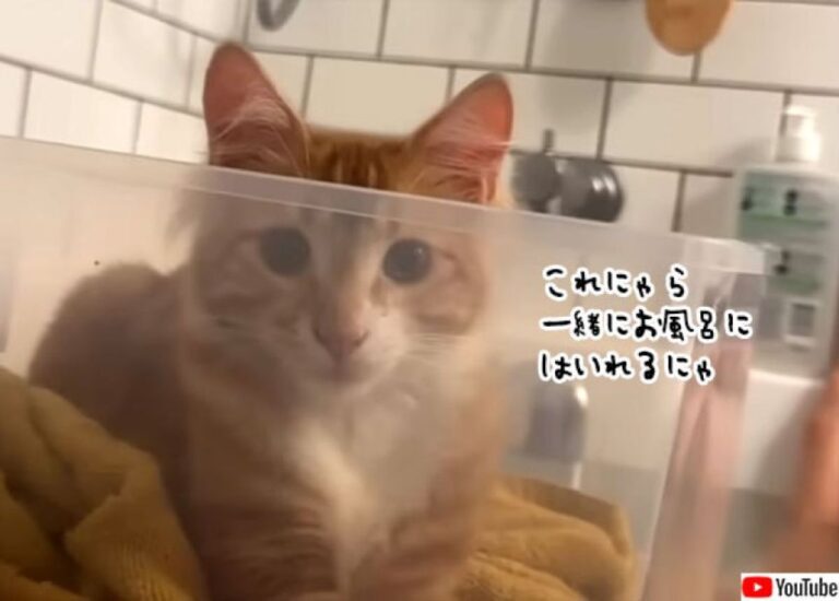 一緒にお風呂に入りたがる猫のためにプラケースで船を作ってみたら大成功！
