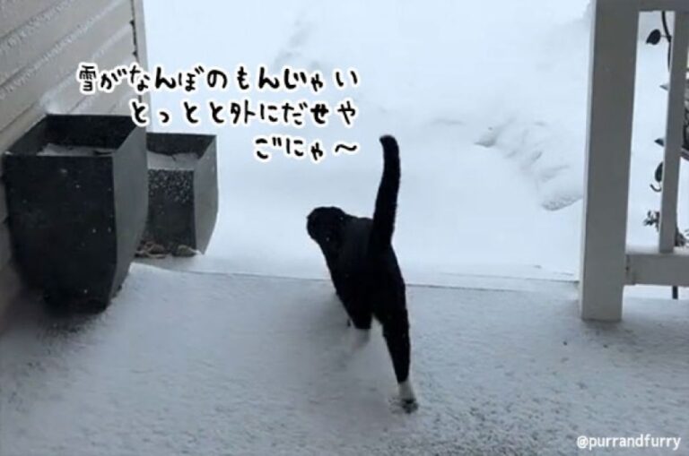 「雨にも負けず、雪にも負けず」そういう猫に私はなりたい、はずたったが…