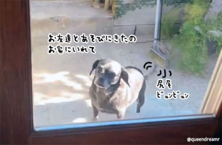親友はどこ？隣人の犬が何度も訪ねてくる姿に胸が熱くなる