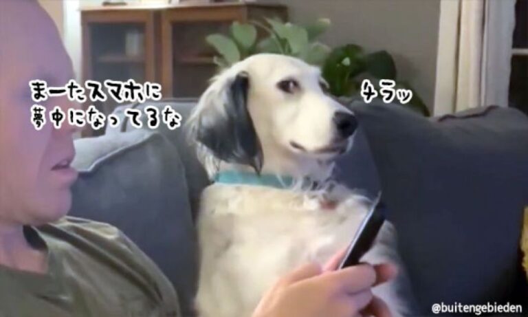 スマホばかり見てたらあか～ん！画面をふさぐ犬の肉球大作戦