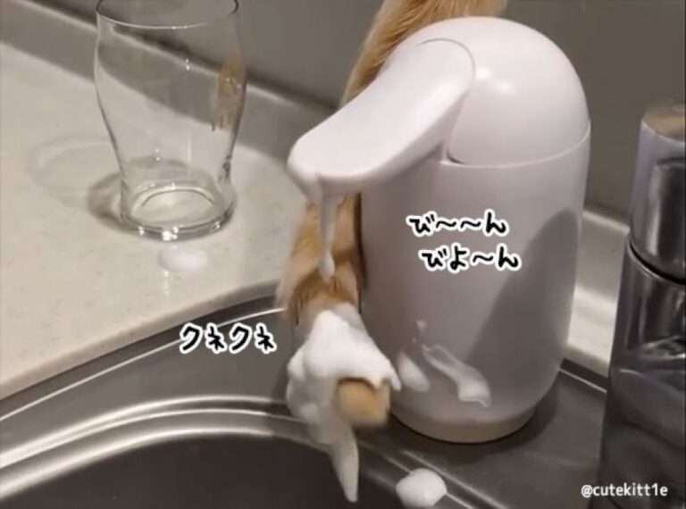 猫が尻尾を使い自動ソープディスペンサーで何かを学んでしまったようだ