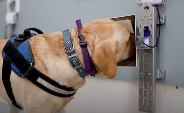 犬とAIがタッグを組んだら人間の息から初期がんを嗅ぎ分ける精度が大幅アップ！
