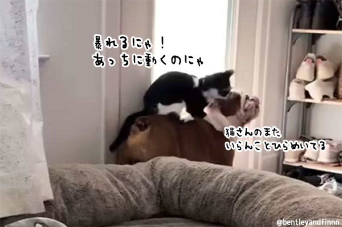 猫が犬を調教！ブルドッグを乗りこなそうと果敢にトライ