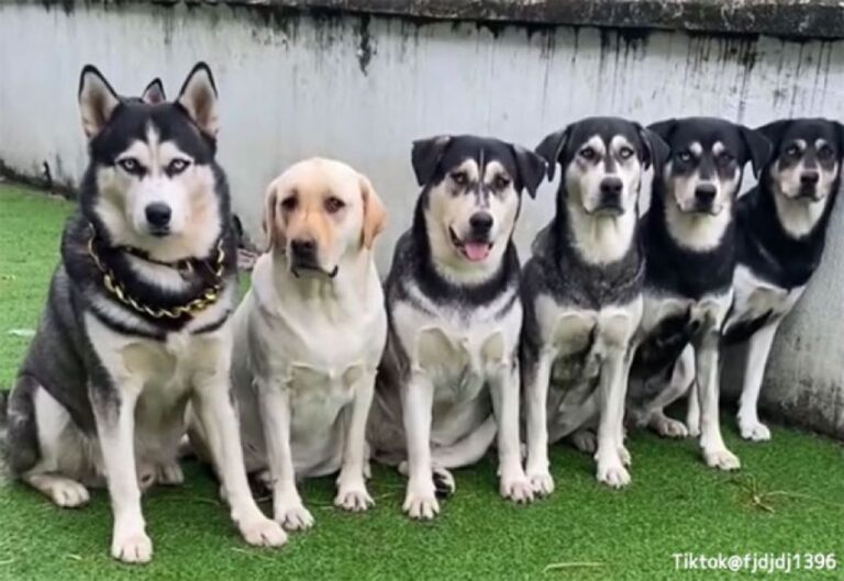 ハスキーがお父さん、ラブラドールがお母さん、その子犬たちの姿は？