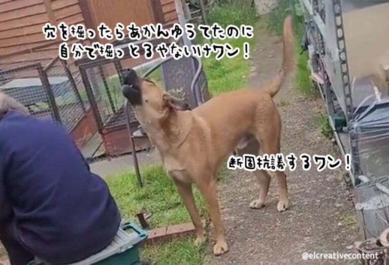 人間のダブルスタンダードに断固抗議する犬、「穴掘っちゃダメっていったのあんたやろ」