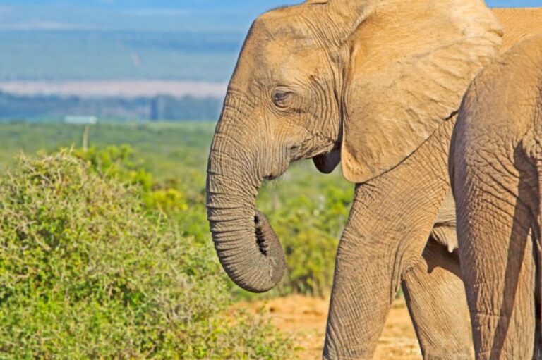 牙のないゾウ、翼が短くなったツバメ：人間の影響で適応・進化している6種の動植物