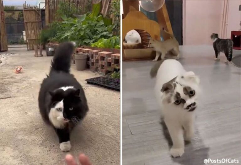 みんな違ってみんなかわいい！特別感のある猫たちの動画総集編