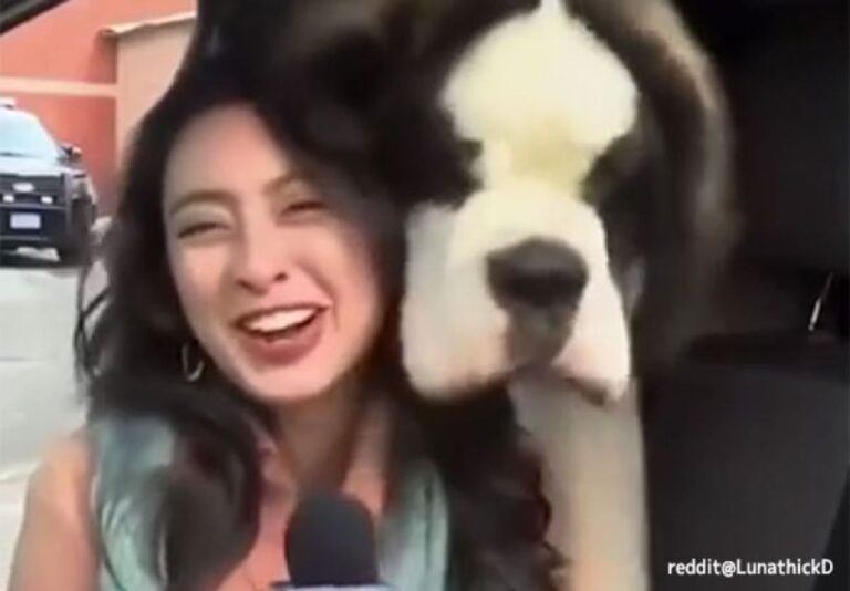 生放送中に犬が！爆笑の放送事故、総集編