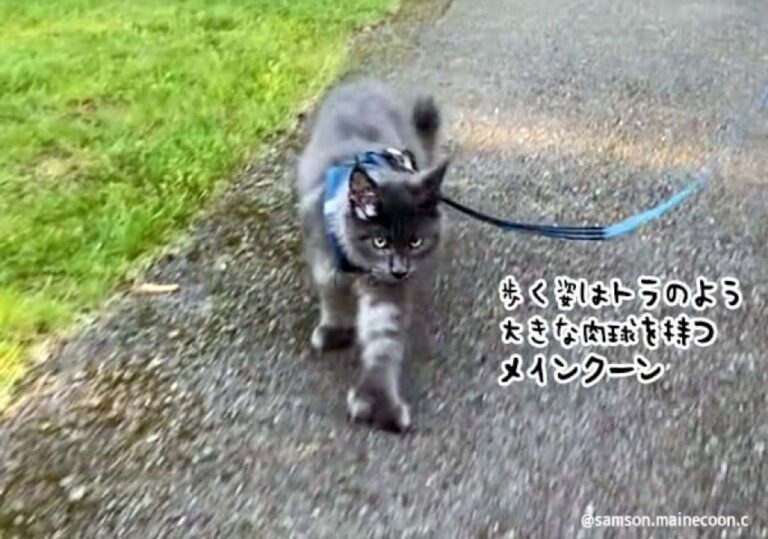 歩く姿はトラのよう。幸運の7本の指を持つメインクーンの大きな肉球がかっこいい！