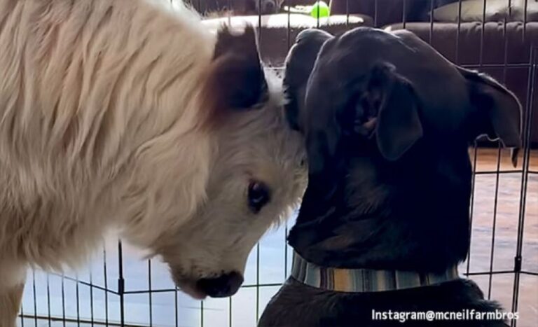 犬と一緒に育てたところ、自分は犬だと完全に思い込んだミニチュア牛の日常