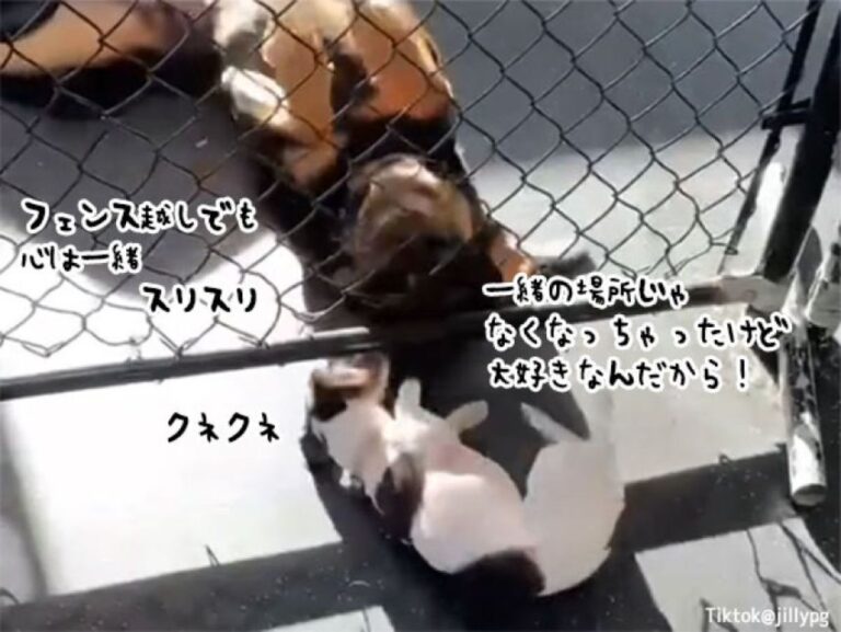 別々のエリアになっても大好きは変わらない！大型犬と小型犬のフェンス越しの友情物語