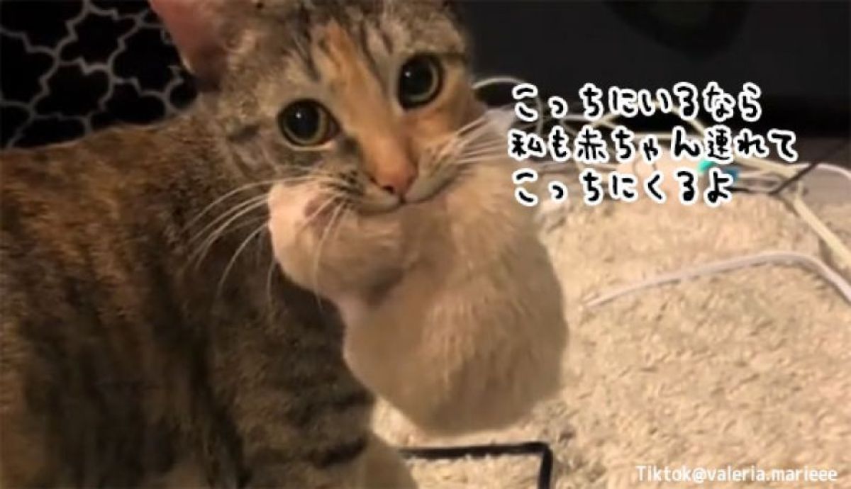 一緒に子育てしよ！飼い主が部屋を移動すると、赤ちゃんと一緒についてくる母猫