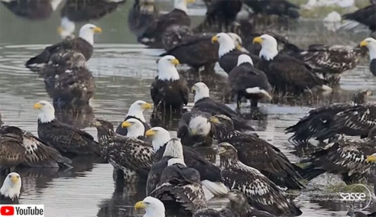 壮観！ハクトウワシの大群が水浴びしたりおしゃべりしている集会場はこちらです