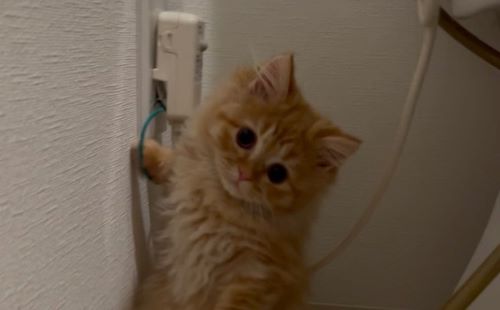 飼い主「病気だったらどうしよう😭猫の脇腹にしこりみたいなのある気がする😭」医師「これは◯◯です。見てください」→まさかの診断に笑いが止まらなくなるｗｗｗｗｗ