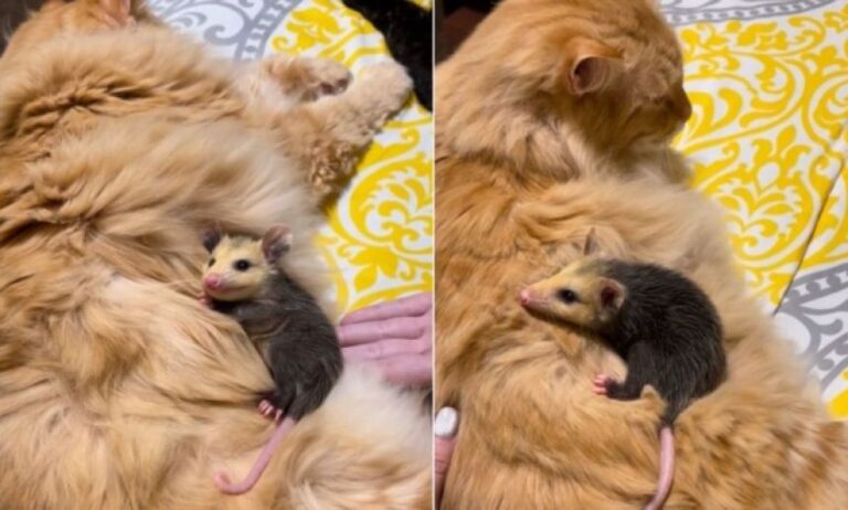 お母さんここにいた！家に迷い込んだオポッサムの子、オス猫を母親と思いしがみつく