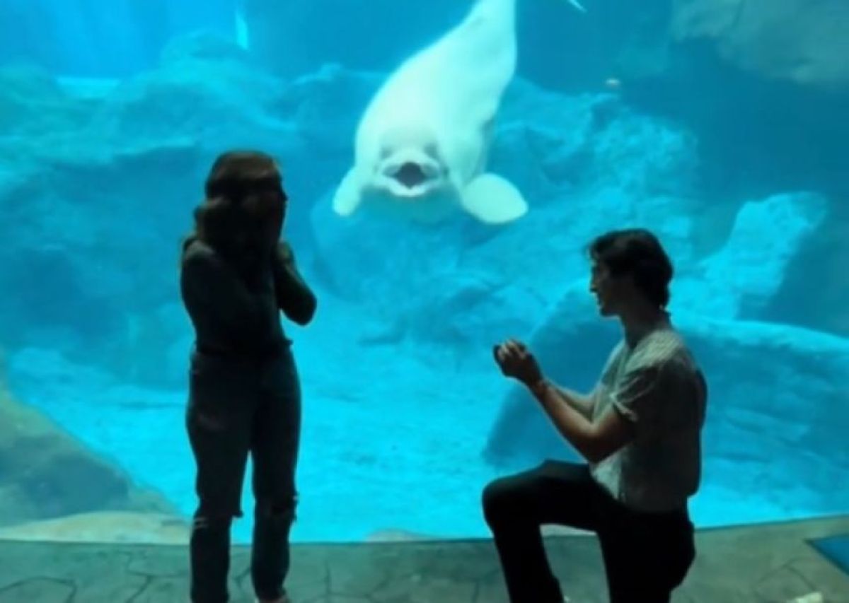 水族館でプロポーズ中、シロイルカが友情出演！？主役の座を奪ってしまった件