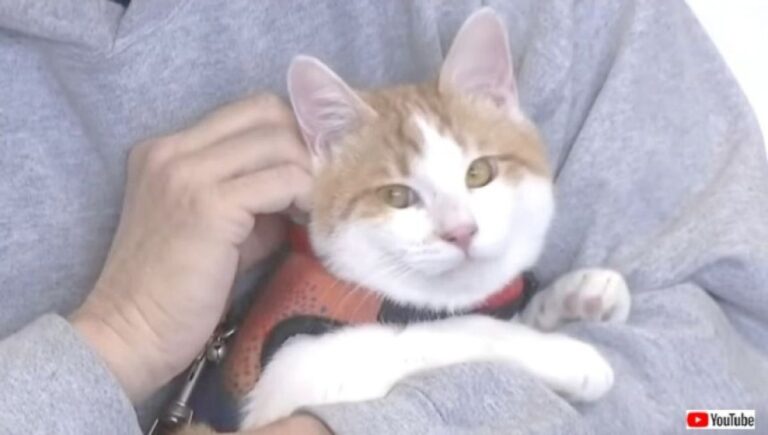 戦地で強い絆を結んだ猫を母国へ連れ帰りたい！兵士の願いが叶う時