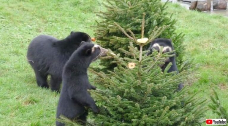 動物たちも大喜び！使用後のクリスマスツリーを動物園に寄付、廃棄物削減の取り組み