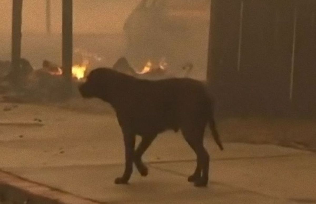 ロサンゼルスを襲った壊滅的山火事に巻き込まれた動物たちの現状