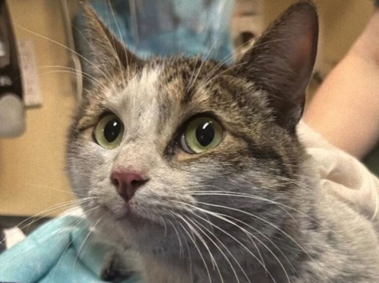 絶望の中で見つけた希望、山火事を生き抜いた猫の感動の帰還