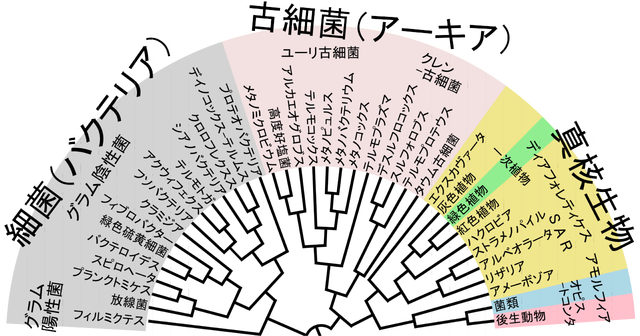 生物の進化には、何らかの力が働いているとしか思えないんだが