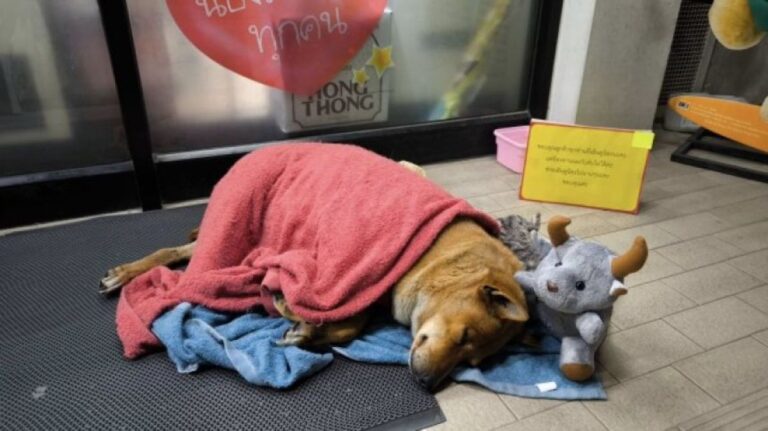 タイの忠犬ハチ公：コンビニの前で帰らぬ主人を待ち続ける