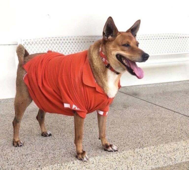 タイの忠犬ハチ公に新展開！タイの王女に引き取られ、王族の家族に