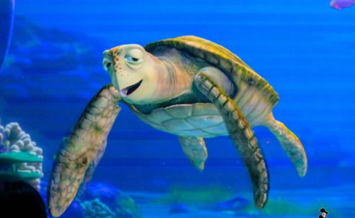 【ド正論】ディズニーシーの亀人生相談コーナー『タートルトーク』で「社会人に必要なことはなんですか？」と質問　→　亀からあまりに辛辣な回答が来てしまい、むせび泣く…