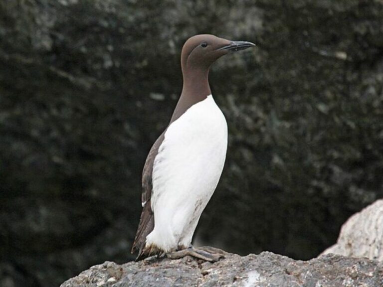 大規模な海洋熱波の影響で、アラスカのウミガラスの約半数が死亡、生態系の危機を懸念