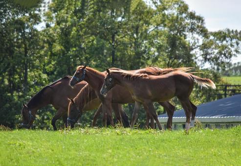 園田競馬場で馬の調教をしていた40代男性、他の馬が突然暴れて衝突され落馬 → 意識不明になり、搬送先の病院で死亡確認