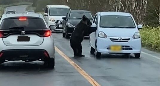 【動画】知床にて、ヒグマが運転中の車に襲いかかる恐怖映像がヤバすぎる・・・