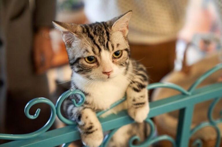 猫は赤ちゃんより早く人間の言葉を理解するという驚きの研究結果