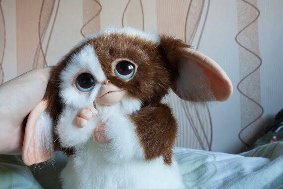 【画像】ギズモとかいう生き物、ガチで可愛すぎるwwwwwww🥺